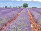 France, Provence. Lavender fields with lone tree Art Print